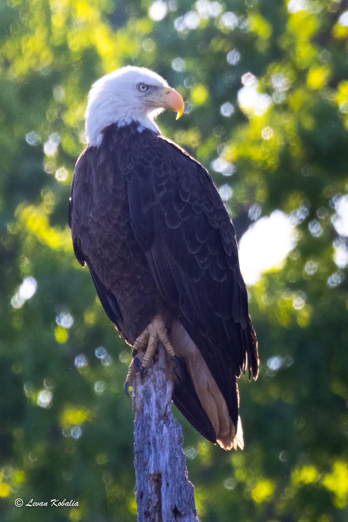 Bald eagle perched on a dead branch