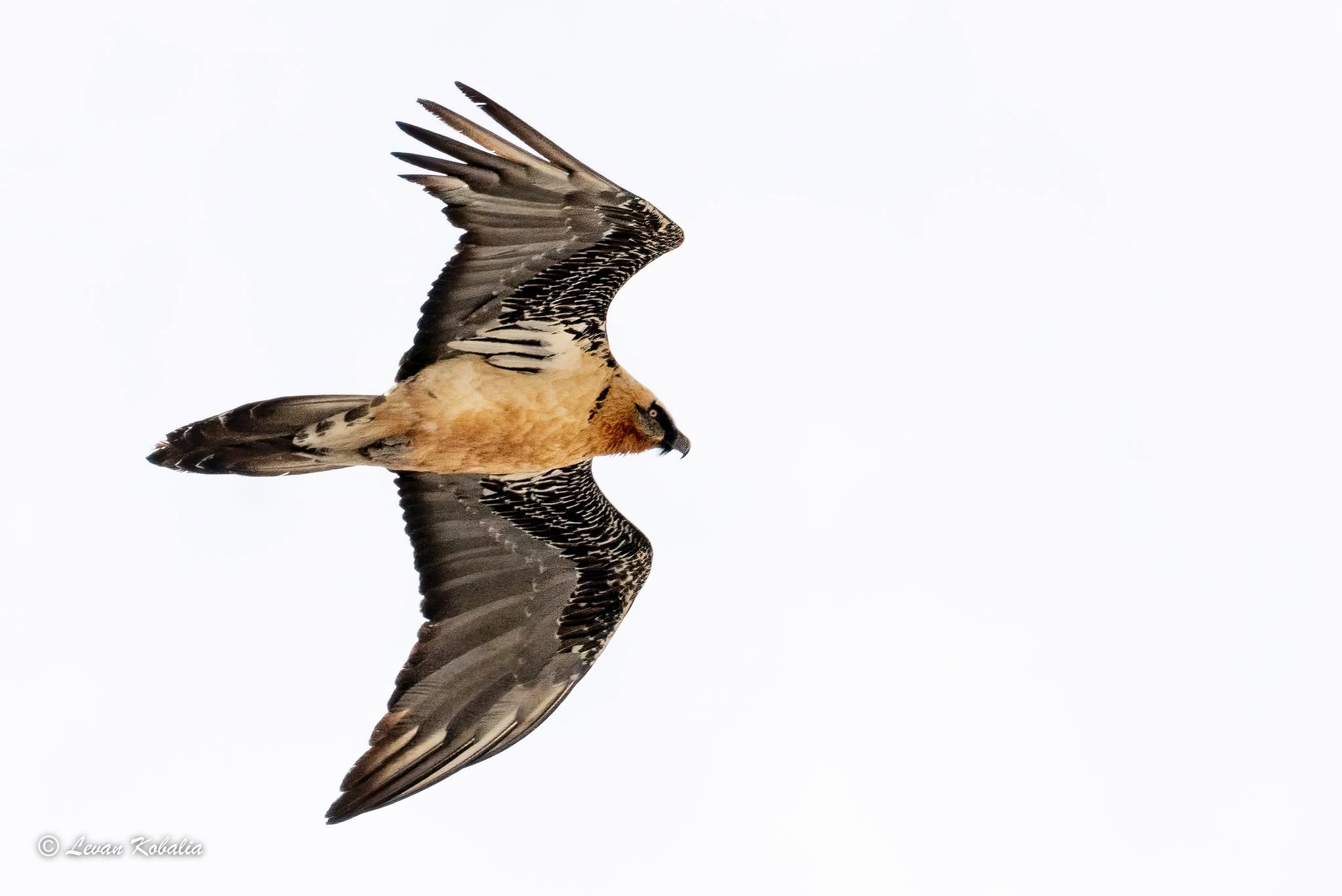Bearded vulture soaring against a pale sky
