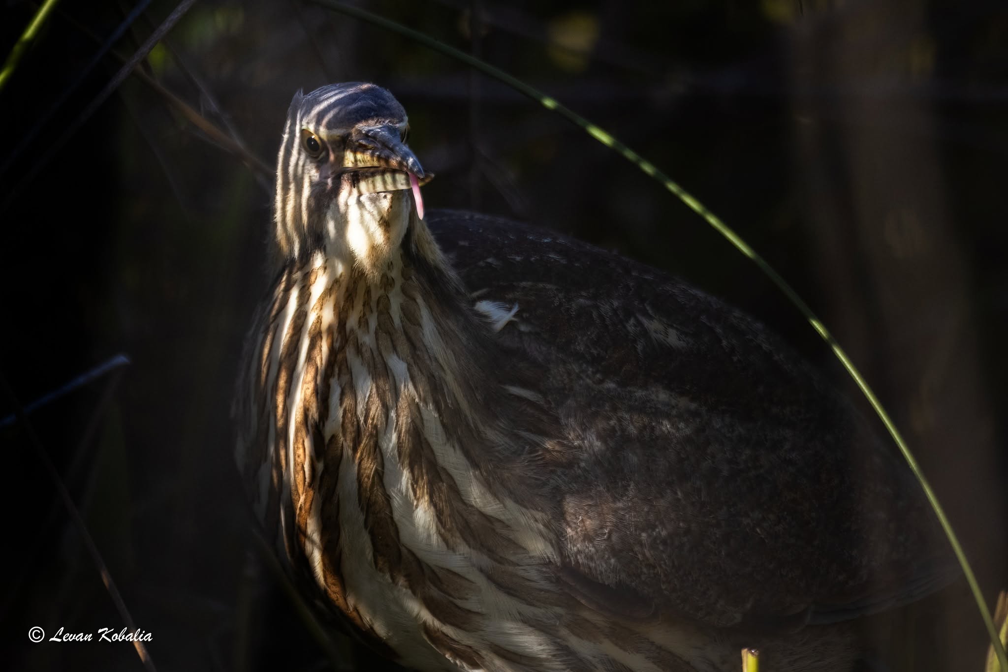American bittern half-hidden in dark reeds