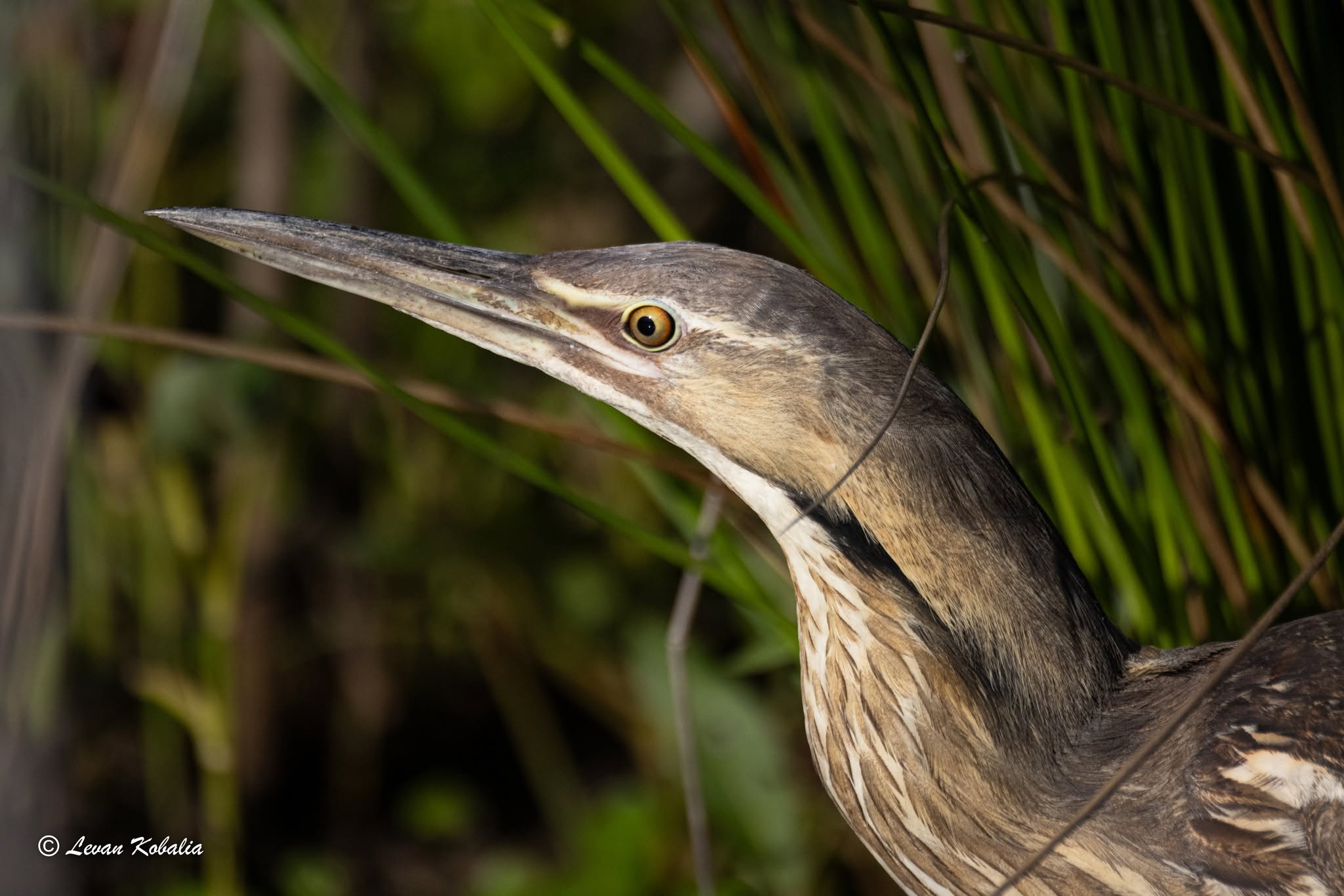 American bittern stretching its neck through the reeds