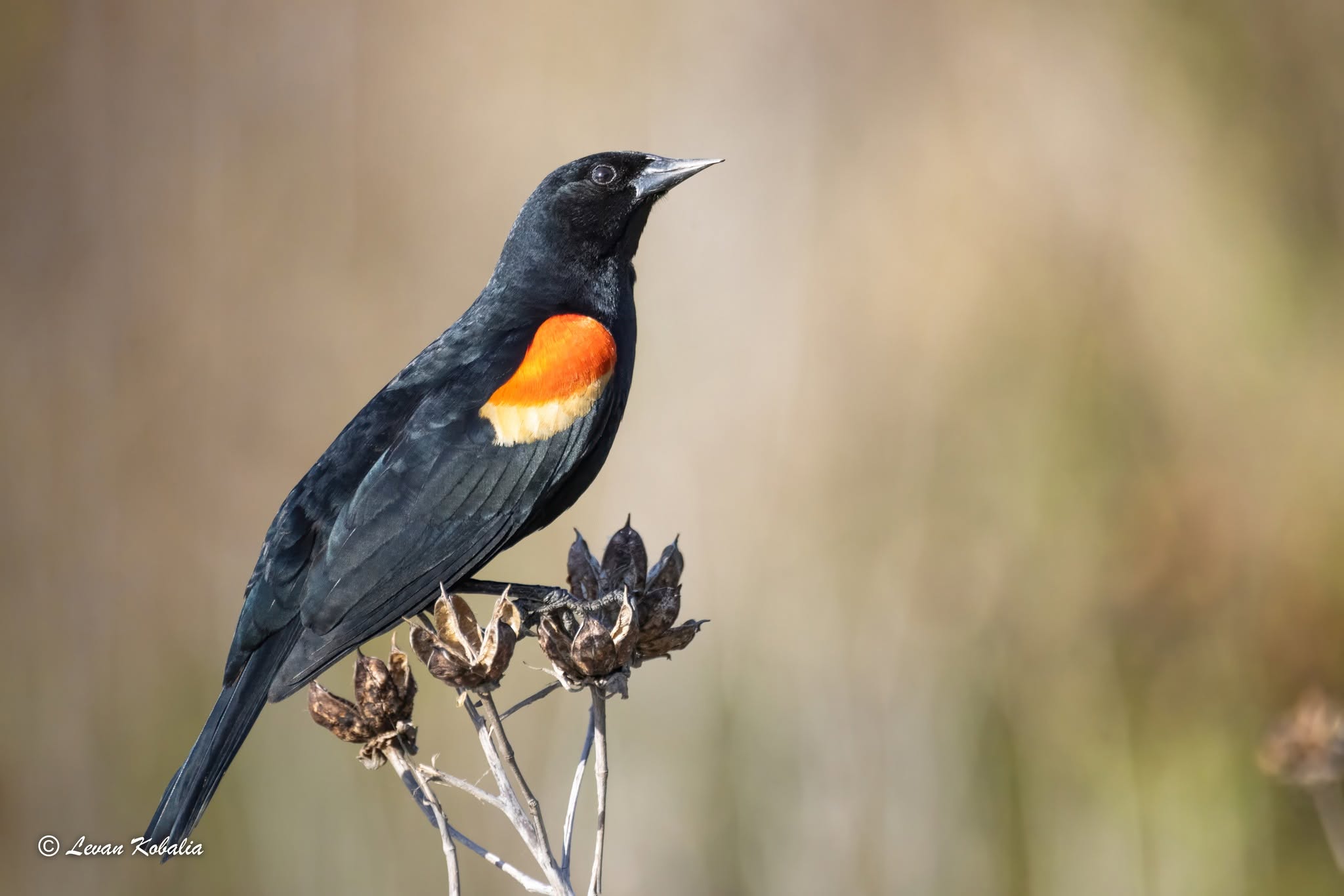 Red-winged blackbird