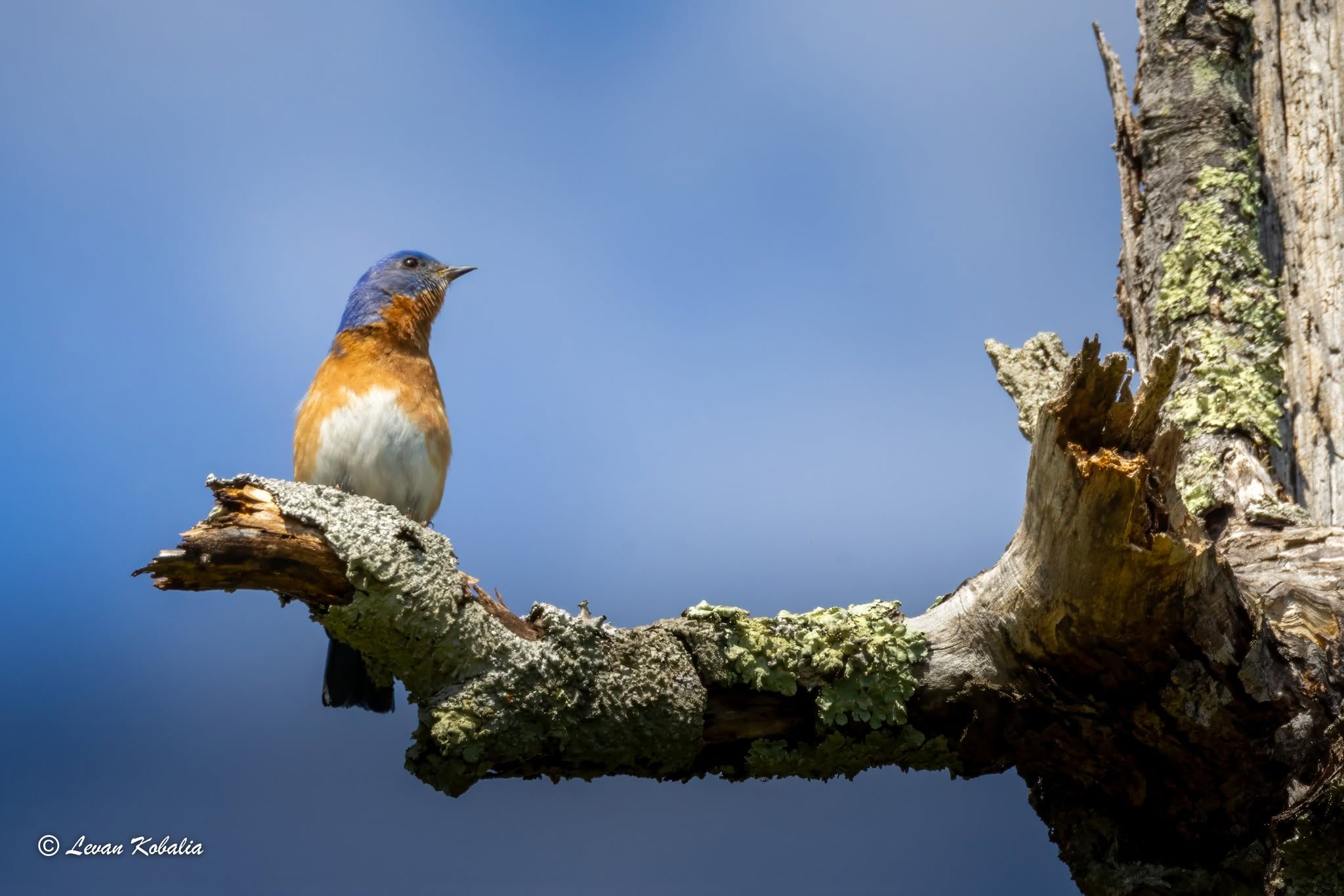 Eastern bluebird on a mossy branch
