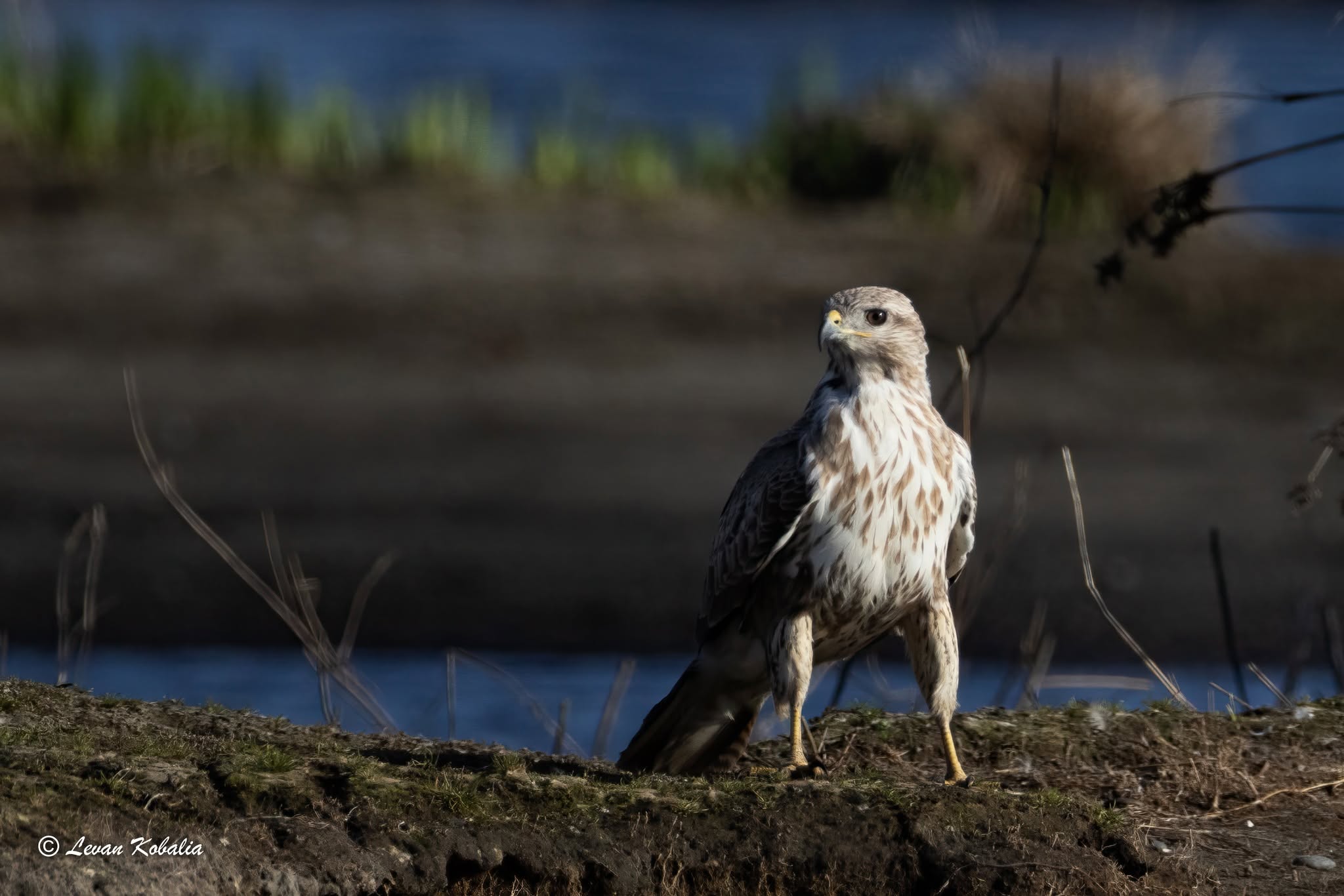 Eurasian buzzard standing at the water's edge