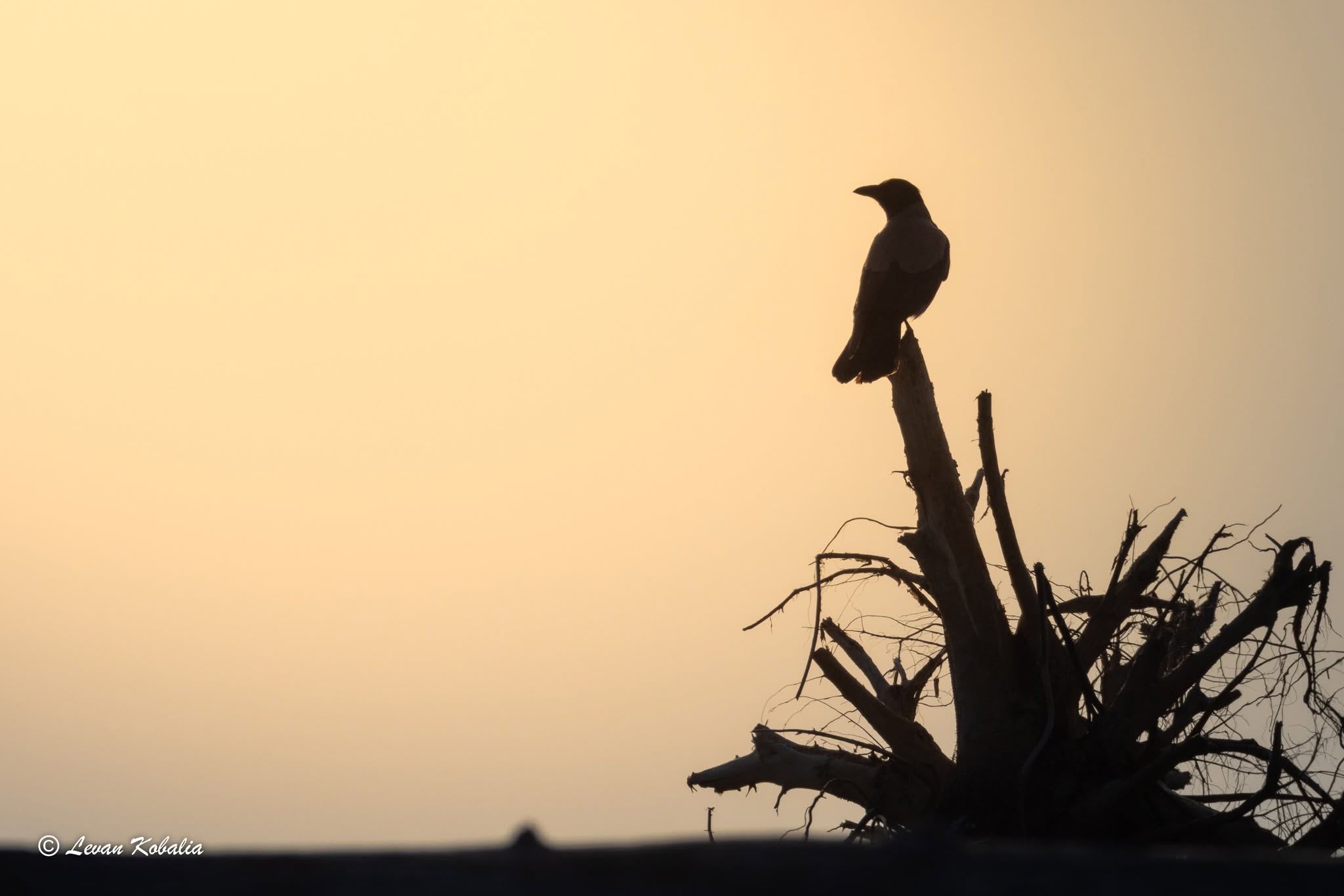 Carrion crow silhouetted at sunset