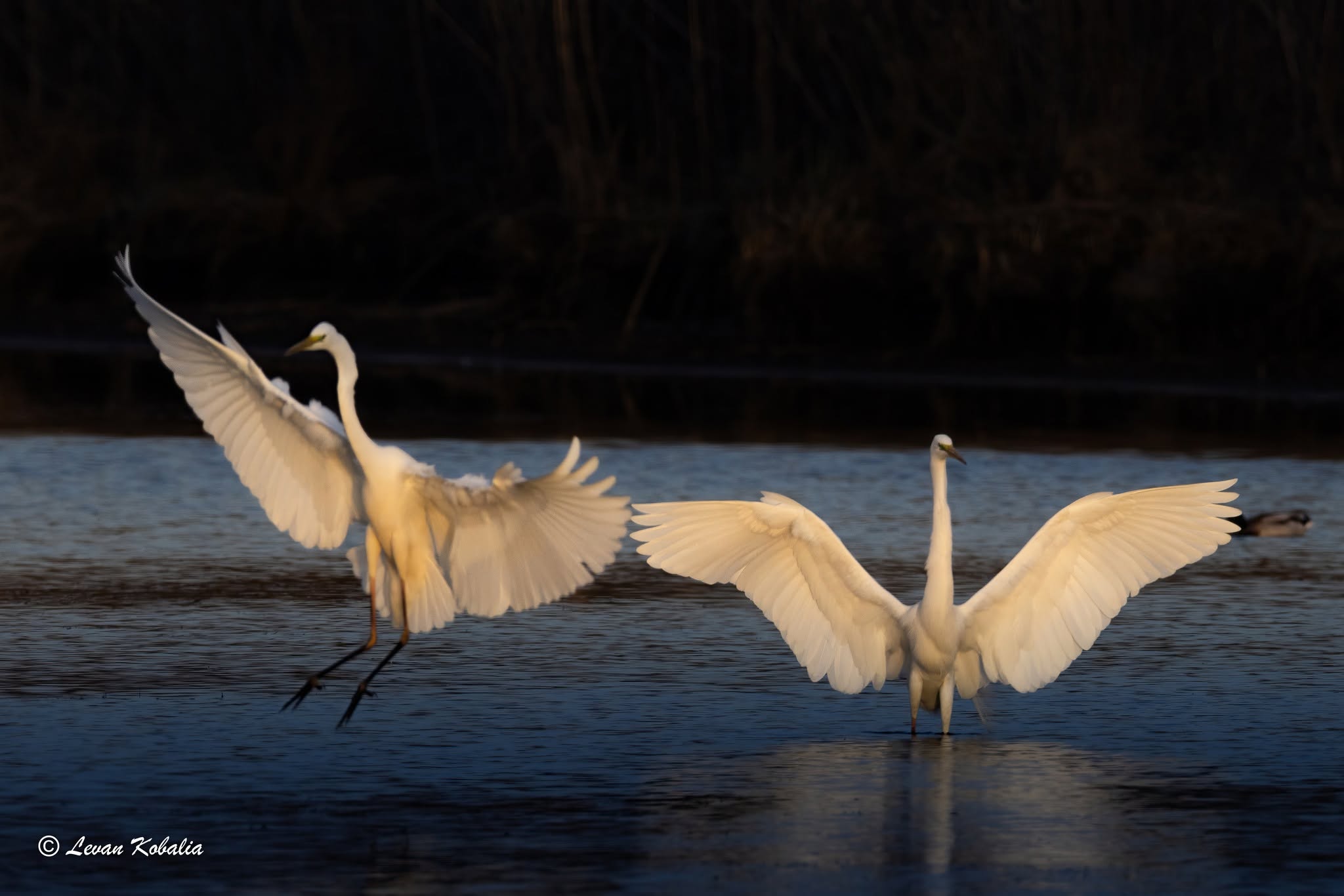 Great white egret with wings spread