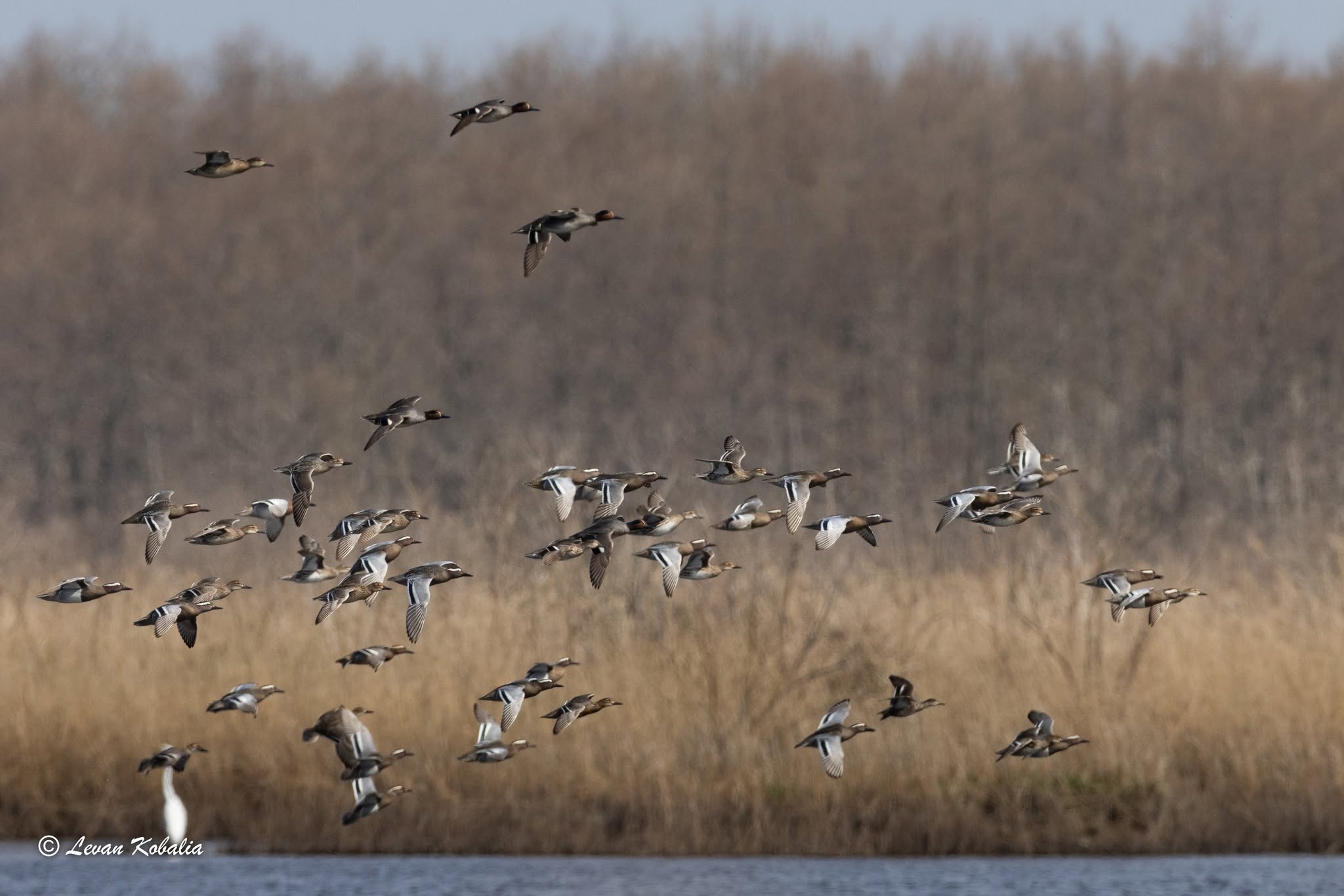 Flock of garganey in flight over reeds