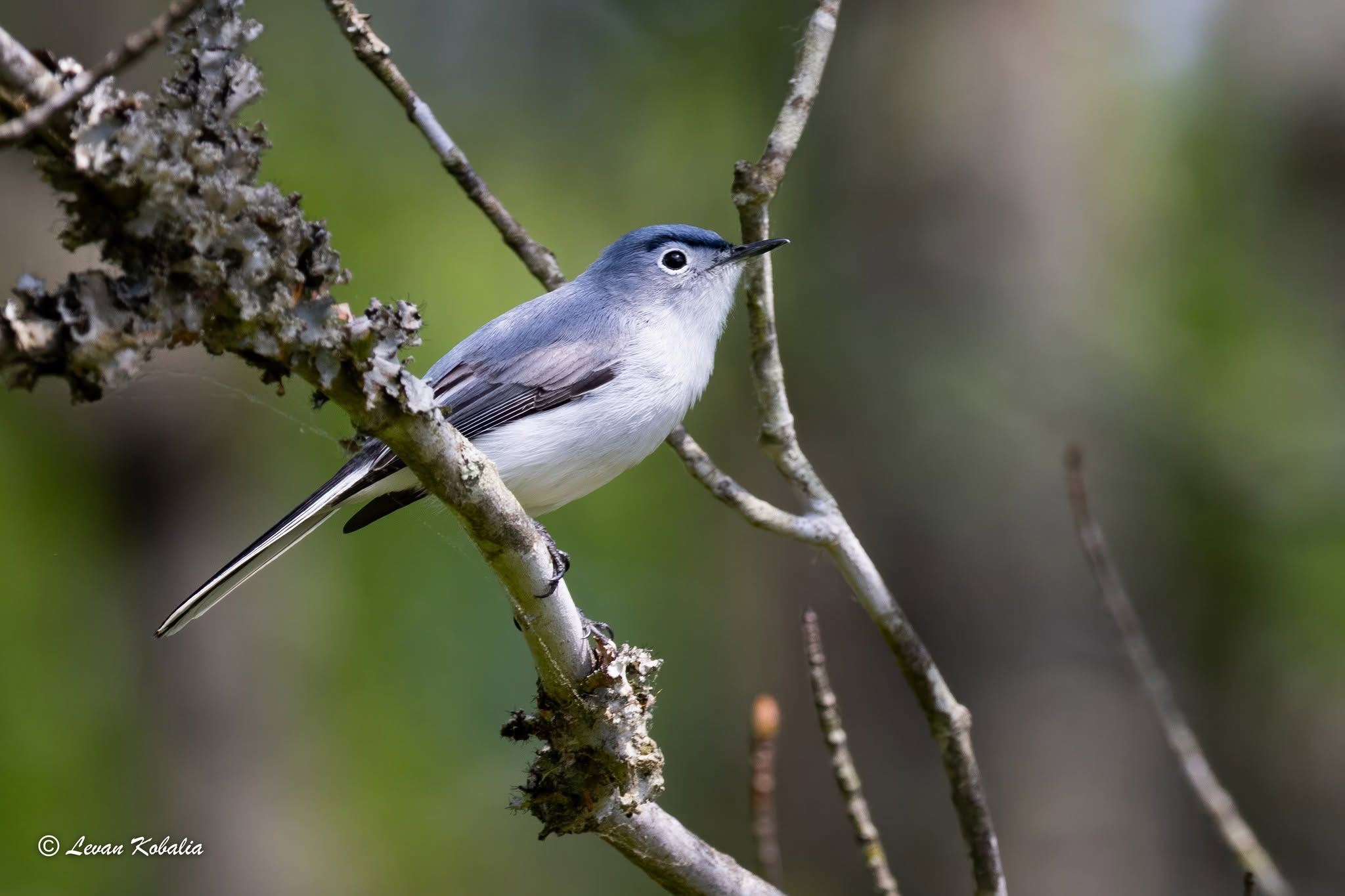 Blue-gray gnatcatcher on a lichen-covered branch