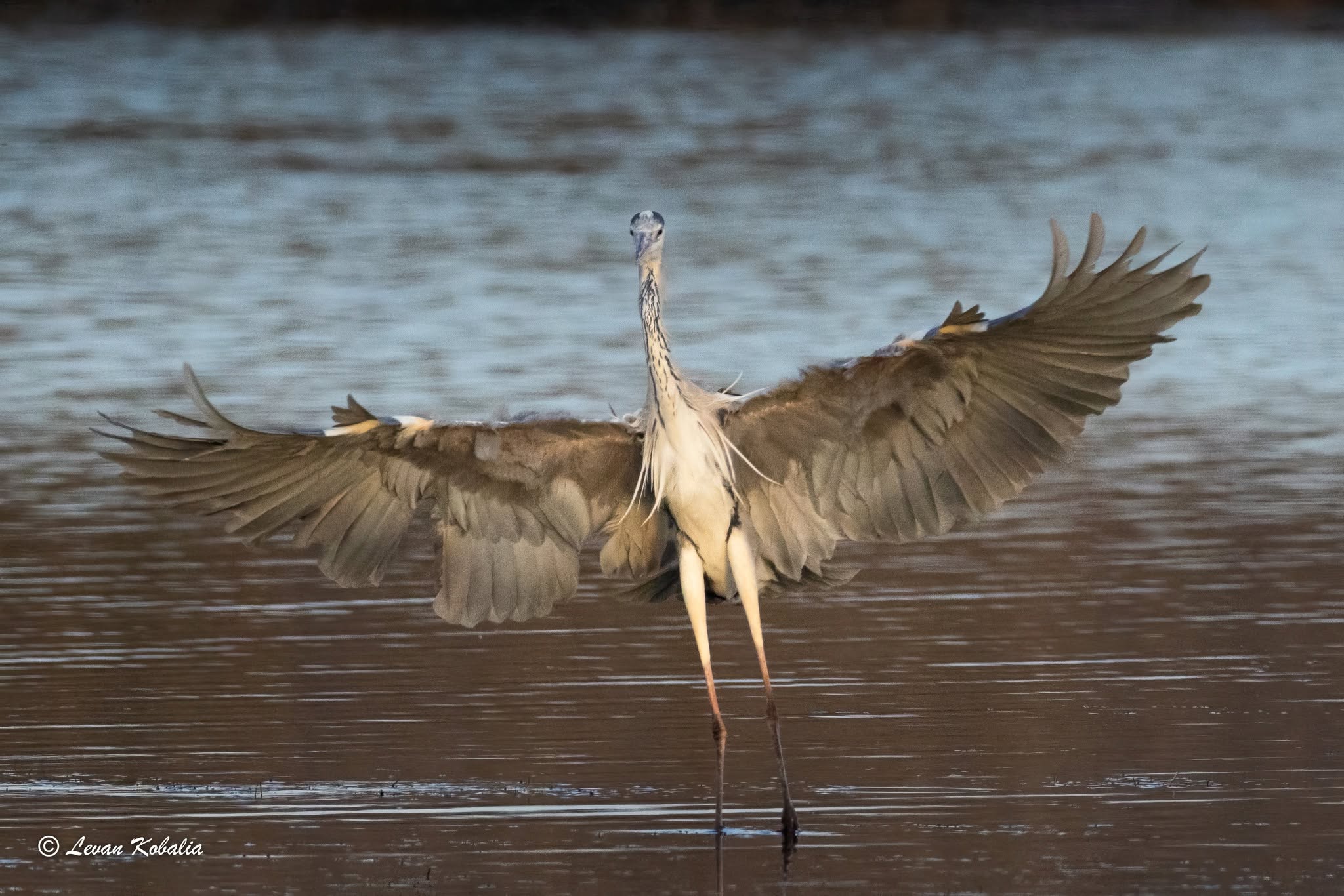 Grey heron landing on the water