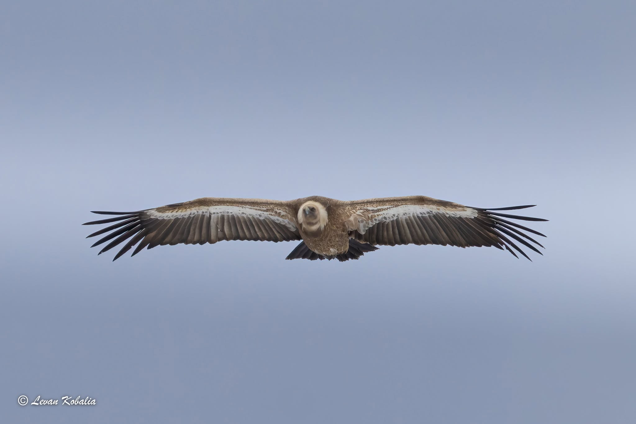Griffon vulture gliding with wings spread