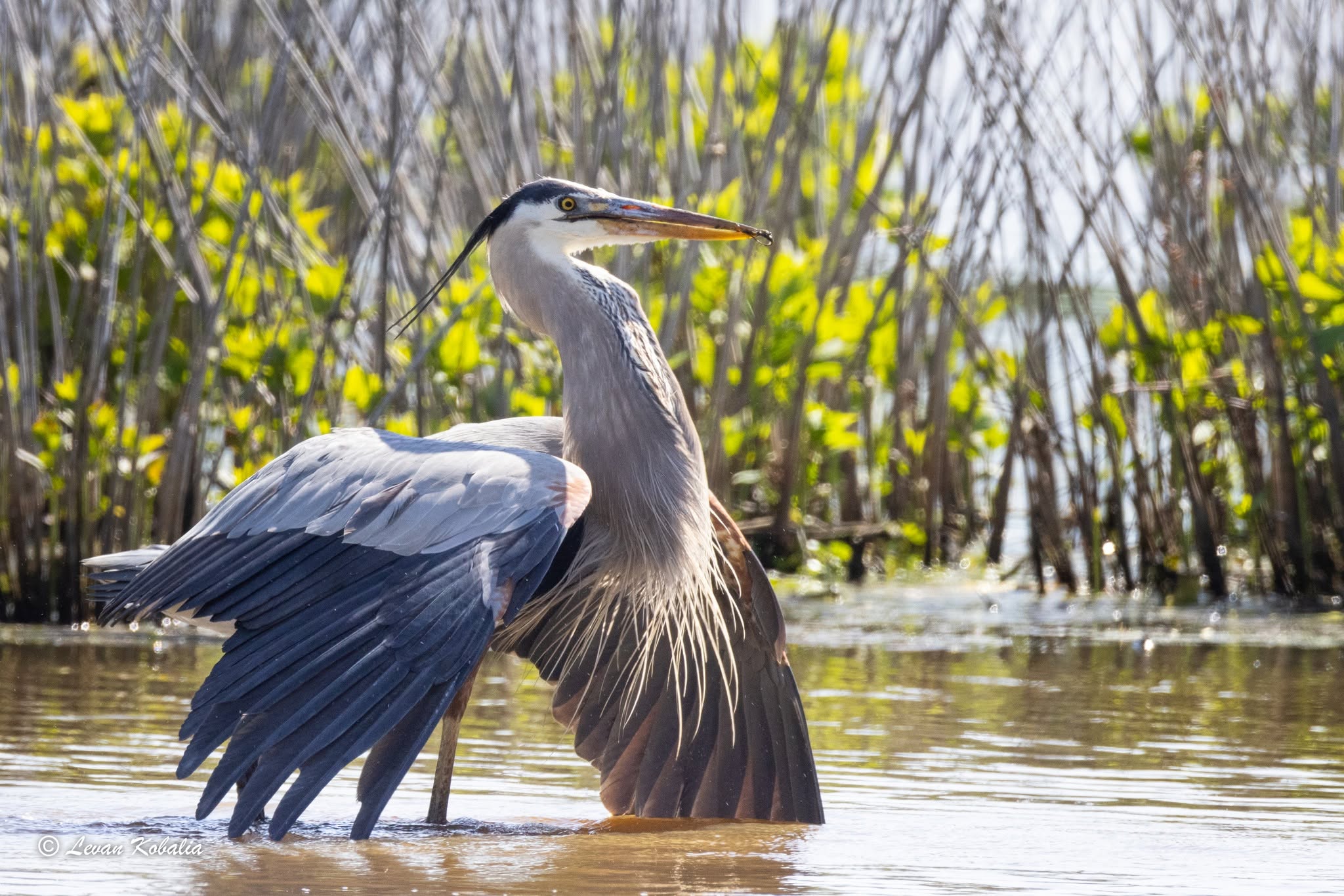 Great blue heron spreading its wings in shallow water