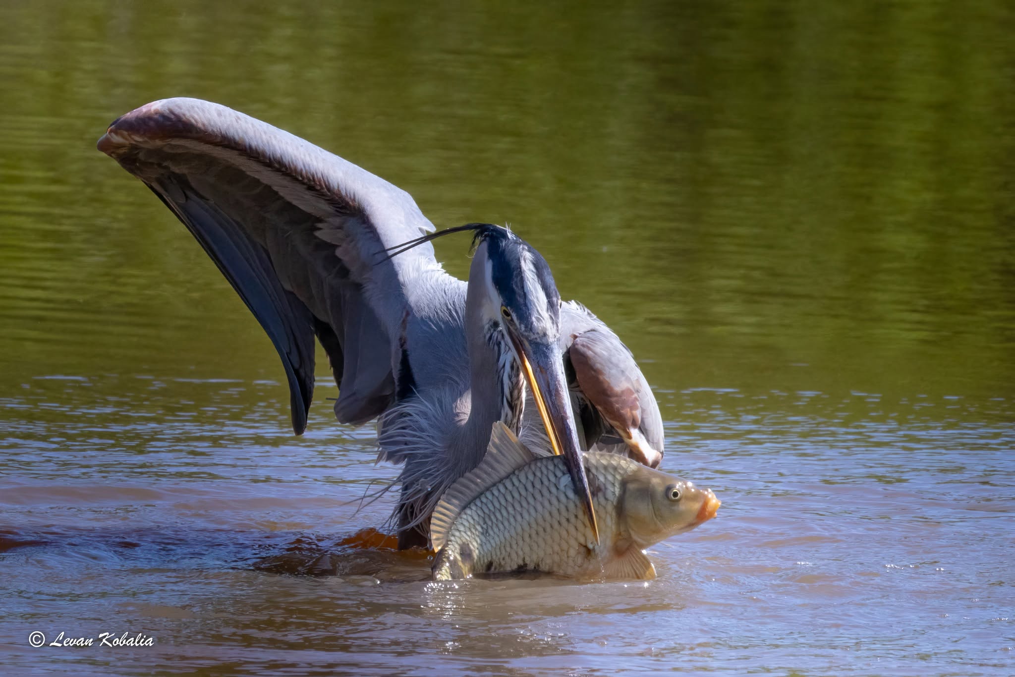 Great blue heron catching a large fish