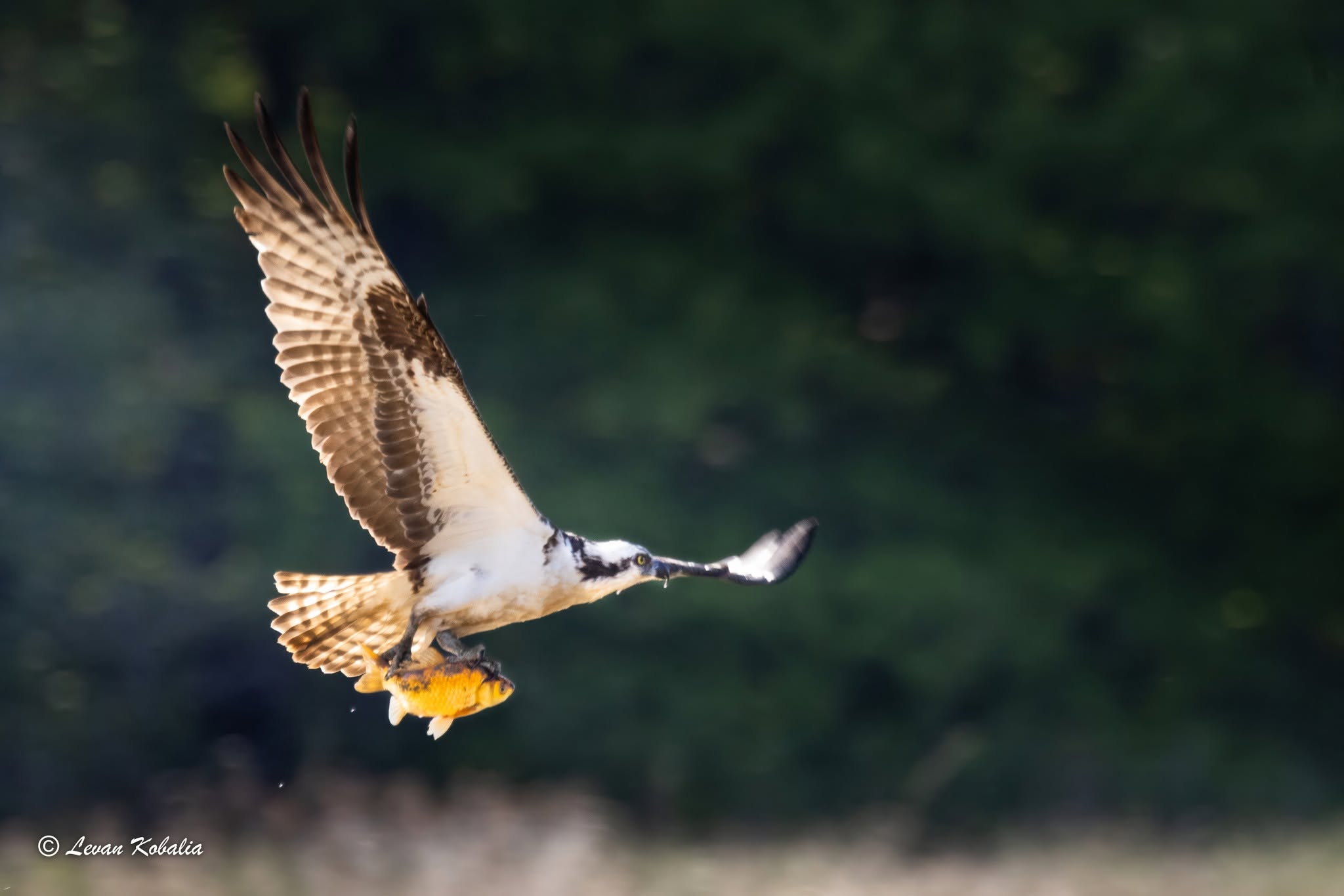 Osprey in flight with a fish