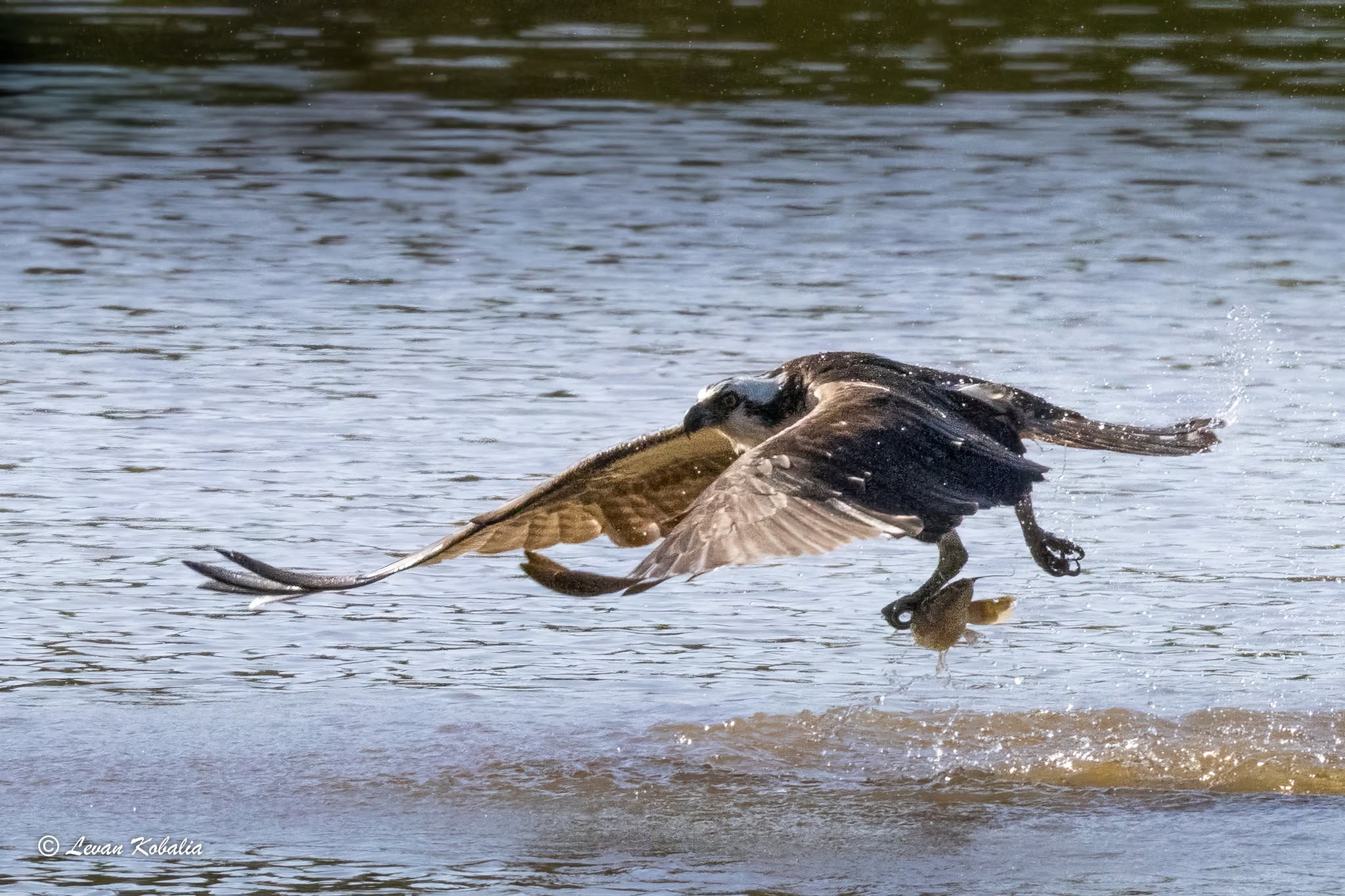 Osprey lifting off the water with a fish