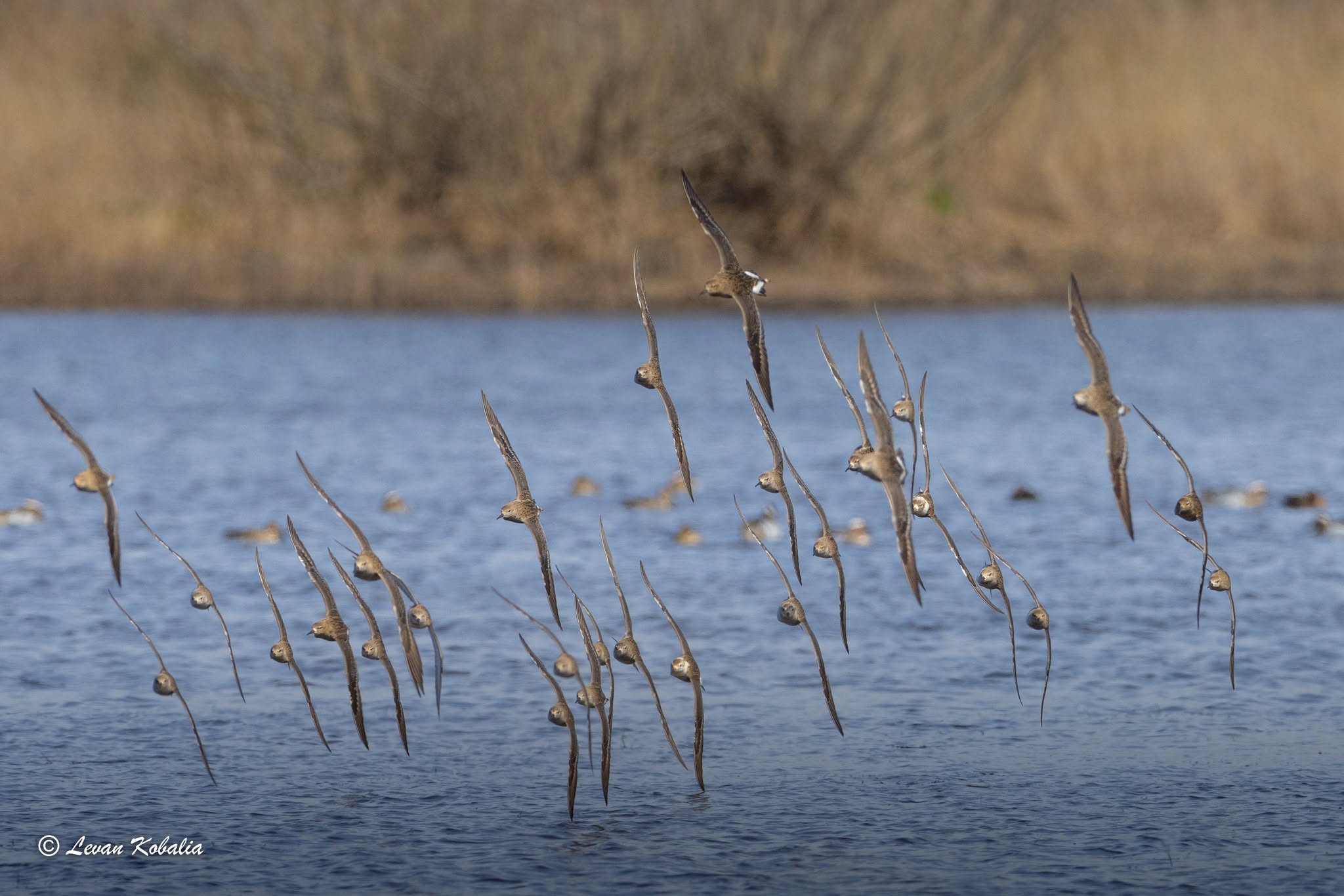 Flock of ruffs landing on the water