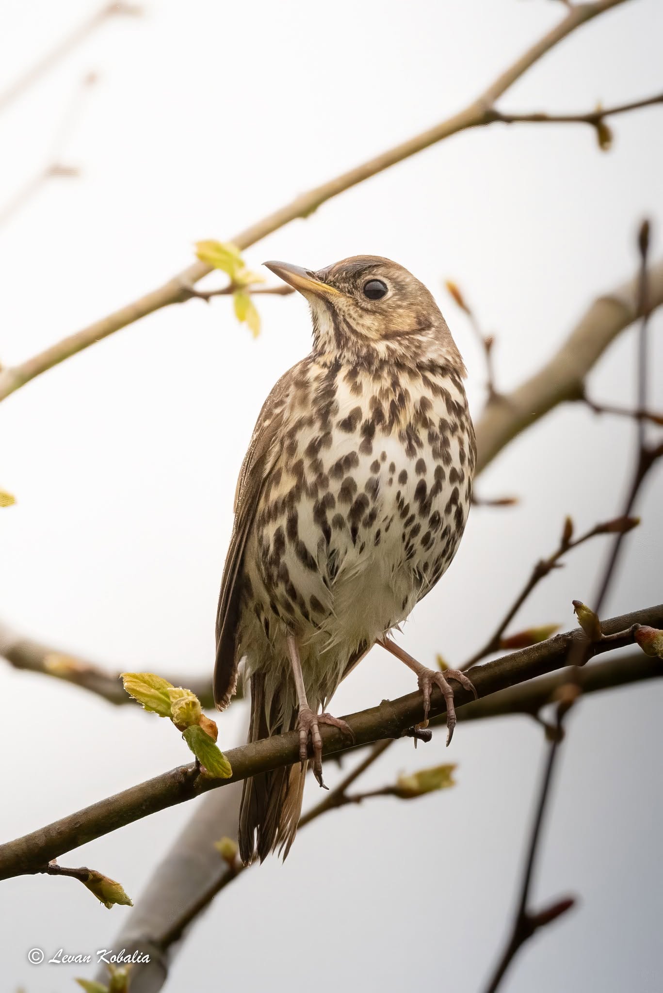 Song thrush perched on a bare twig