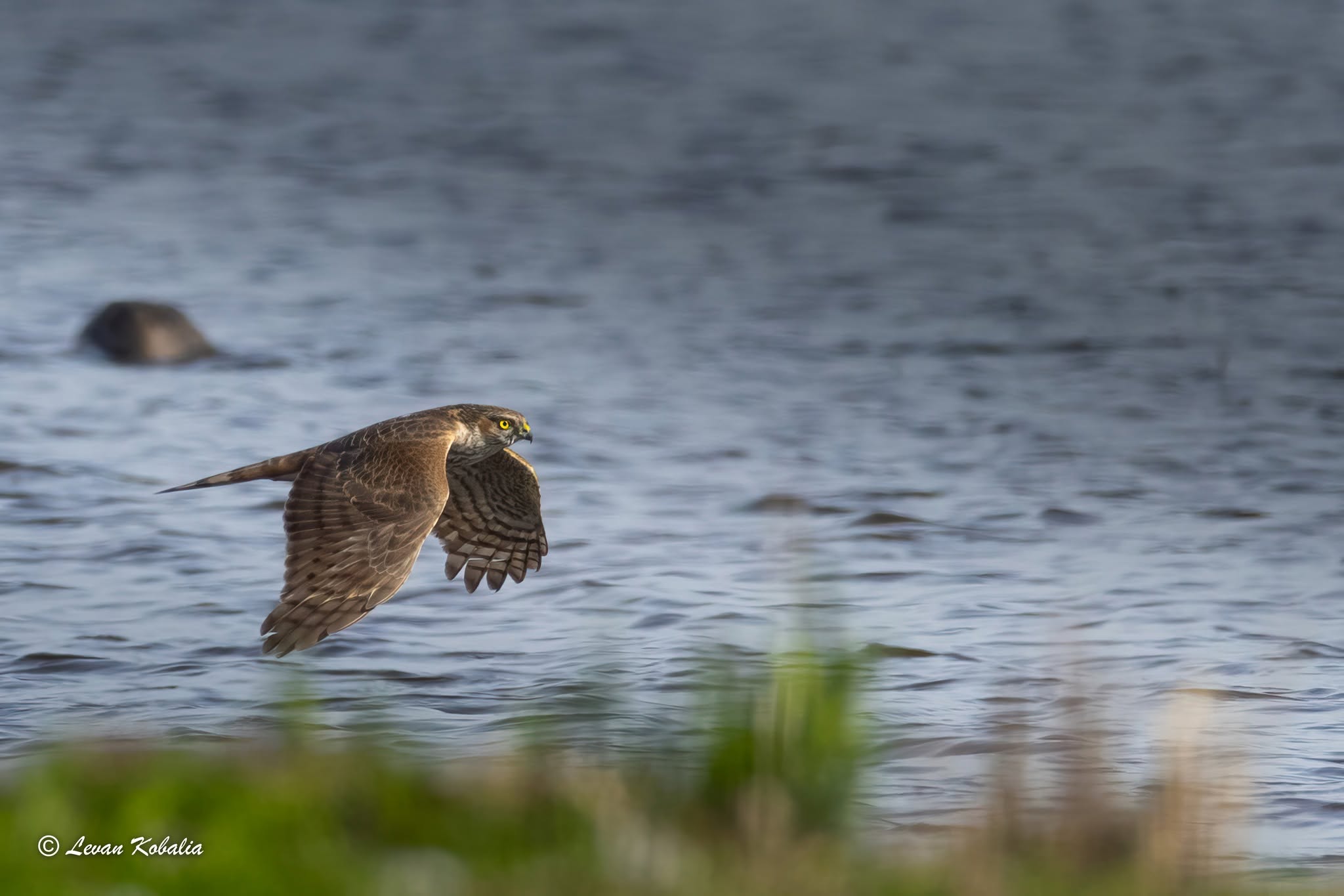 Eurasian sparrowhawk flying low over water
