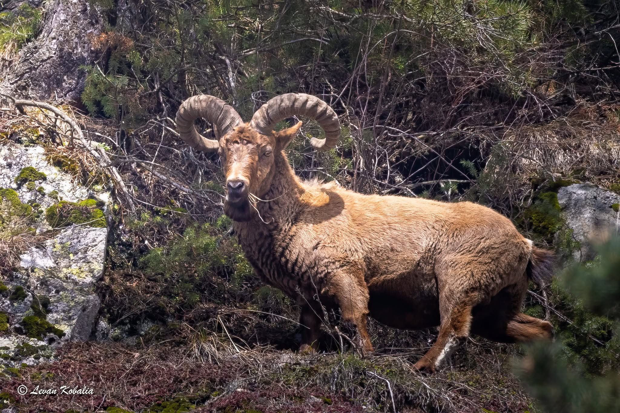 East Caucasian tur with curved horns on a rocky slope