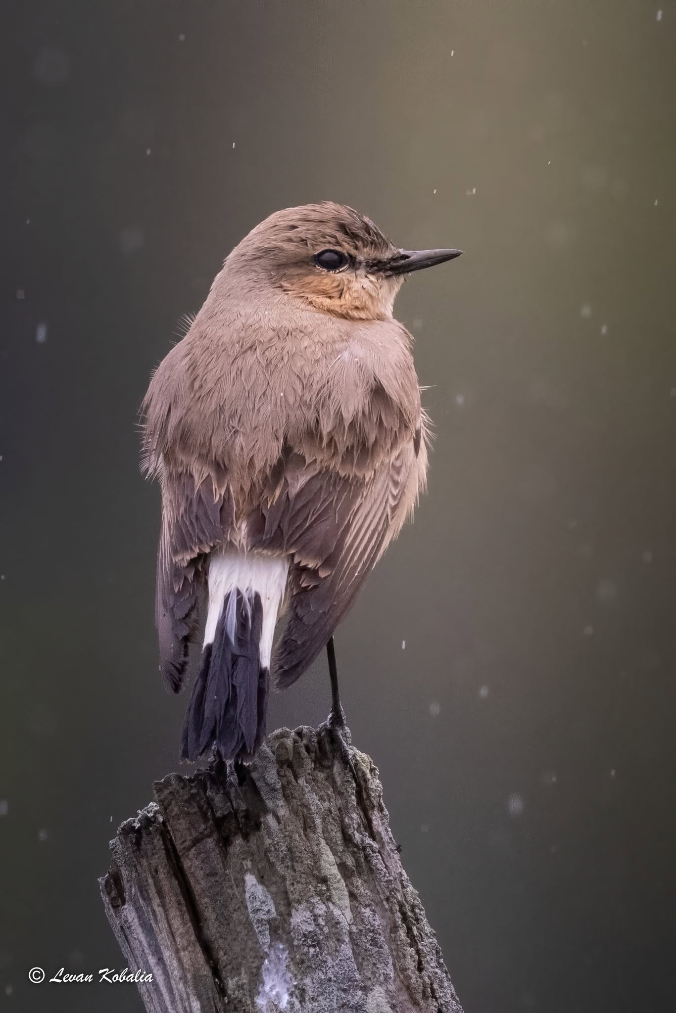 Northern wheatear perched on a post