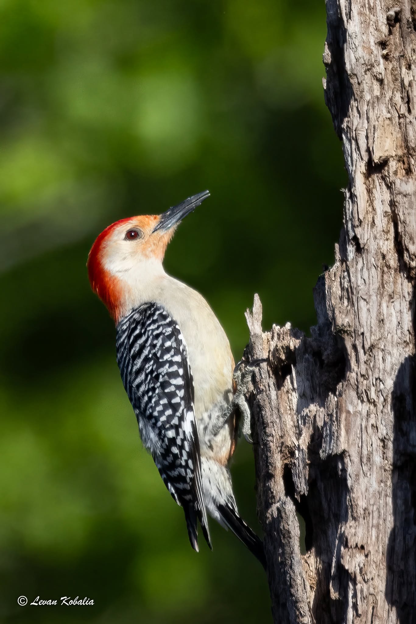 Red-bellied woodpecker on a weathered tree trunk