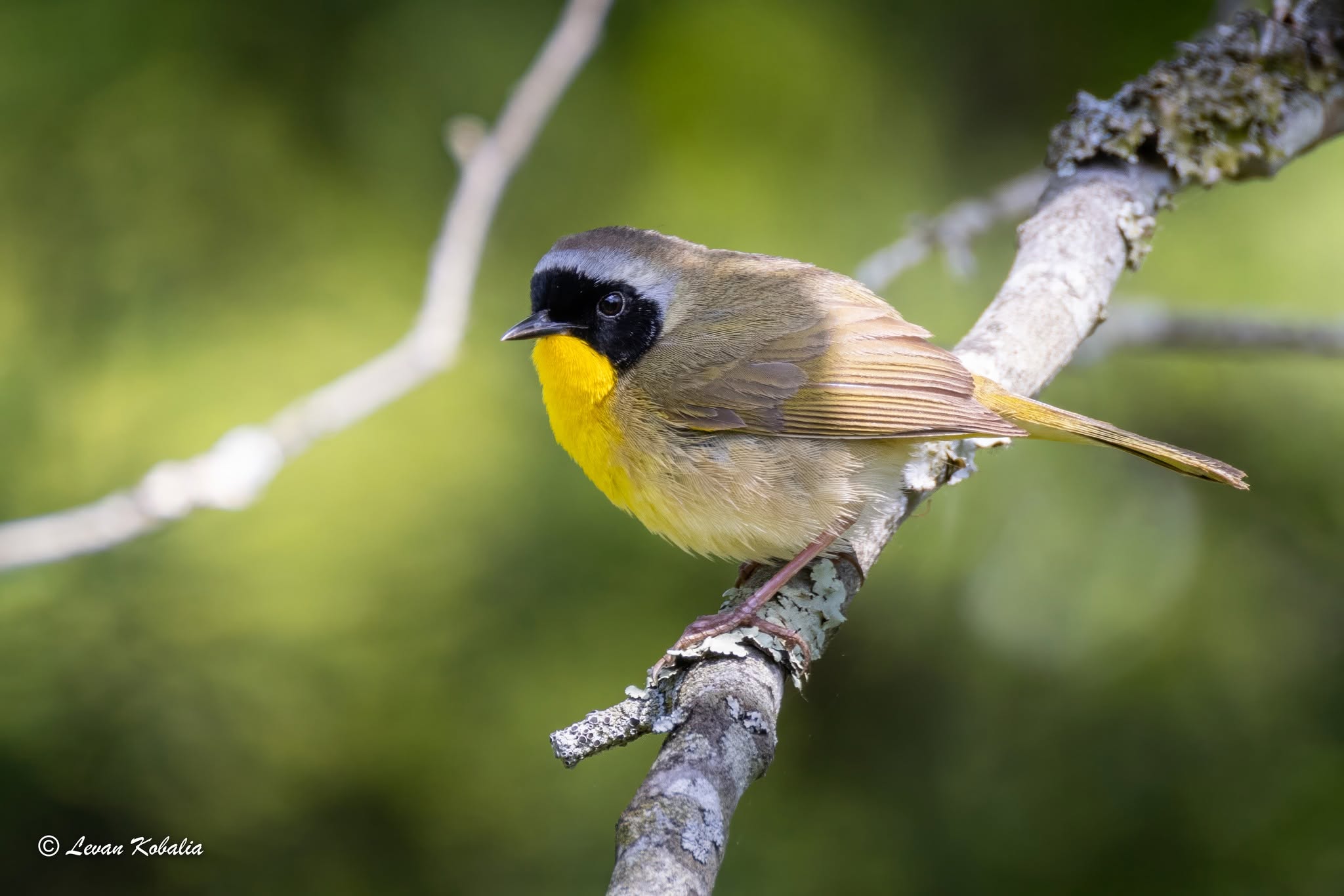 Common yellowthroat on a branch